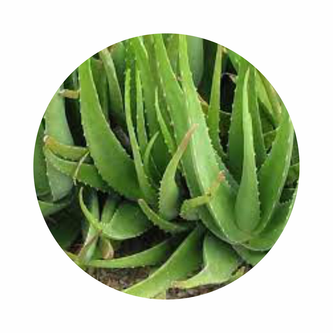 Organic Aloevera (एलोवेरा) - 1 Piece