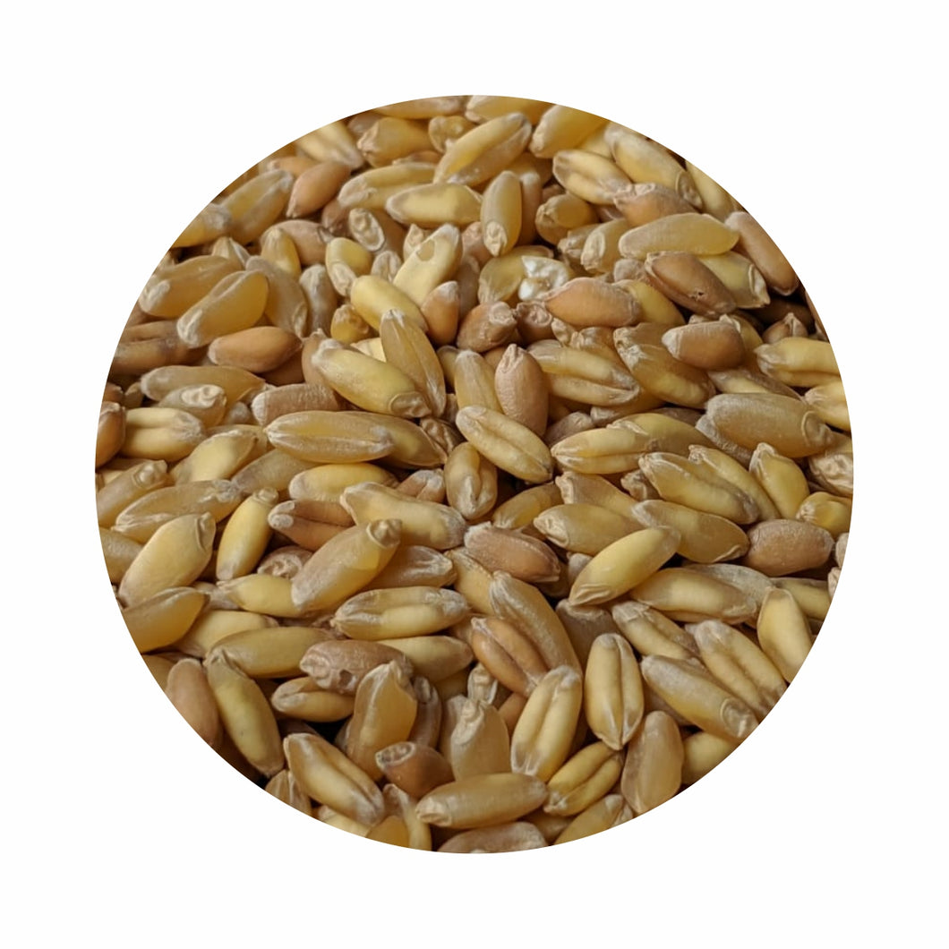 Organic Wheat - Bansi (बंसी गेहू)